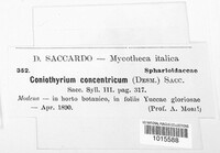 Coniothyrium concentricum image